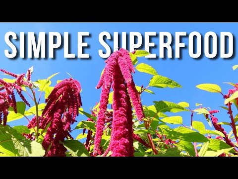 Why You Should Grow Amaranth • Ep. 55