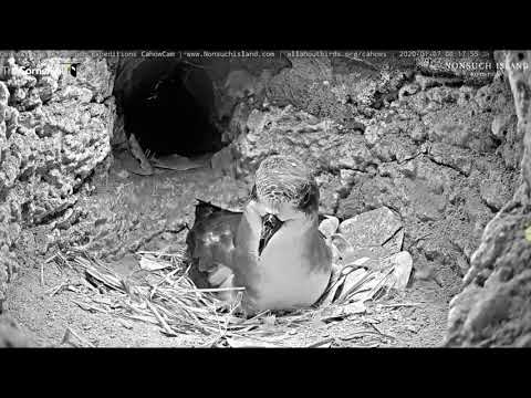 Mrs. Cahow arrived home at 12:16 am. She will lay an rgg in a few hours. 1-6-19