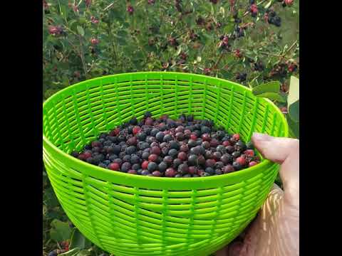 Saskatoon Berry Pickin'