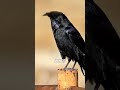 Spiritual Meaning of Crows #spiritual #birdslover #spiritualmeaning #spirituality #crow #crows