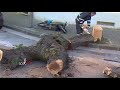 Salerno, decine di alberi caduti per il vento. Cammarota: Tragedia sfiorata