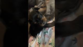 Dorkie Puppies Videos