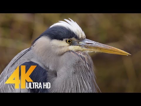4K Nature Documentary - Beautiful Washington 7 - Trailer