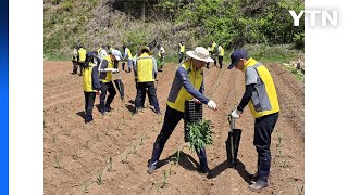 [기업] 한국거래소 직원, 홍천에서 옥수수 모종 심기 봉사활동 / YTN