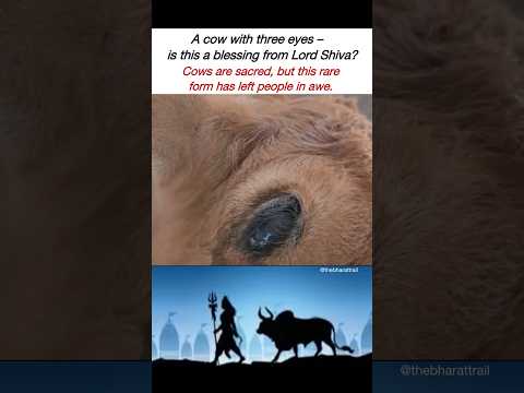 A cow with THREE eyes 👁️👁️👁️ 🐄 #sanatandharma #spirituality #shiva #cow #faith #youtubeshorts