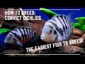 The Easiest Fish to Breed - How to Breed Convict Cichlids