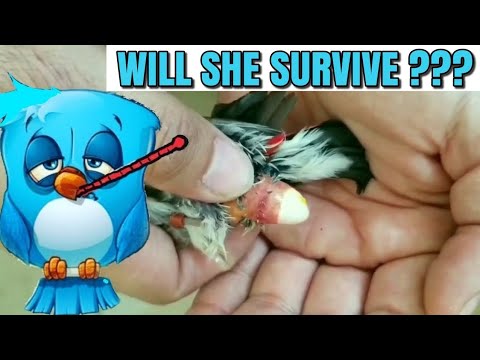 How to save an egg bound bird