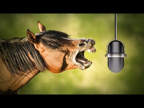 Horse Sound by Human