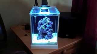 How to setup a Pico Reef Tank, Fluval SPEC 3, New LED light, blue tuxedo urchin