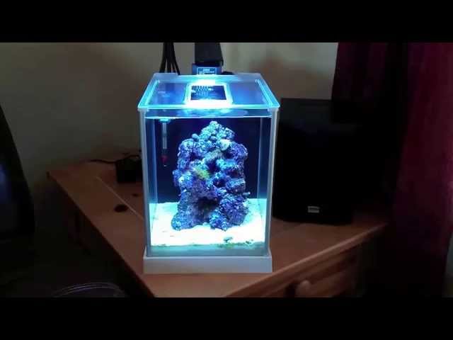 How to setup a Pico Reef Tank, Fluval SPEC 3, New LED light, blue tuxedo urchin