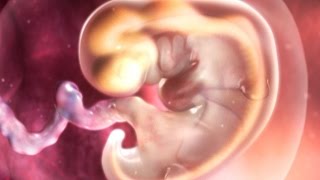 Inside Pregnancy: Weeks 1-9 | BabyCenter