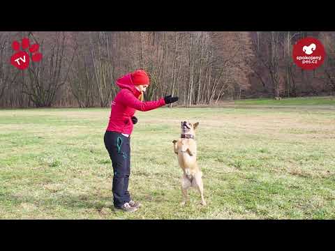 PSÍ TRIKY - TLAPKA TV - ŠKOLA TRIKU 3