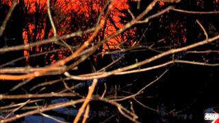 Lovers at First Sight... (R.I.P Donut.)