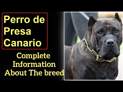, title : 'Perro de Presa Canario or Canarian Mastiff or Dogo Canario. Pros and Cons, Price, How to choose.'