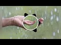 Manju Peyyana Remix II Remix II Manju Peyyana Manam II Whatsapp Status II BGM