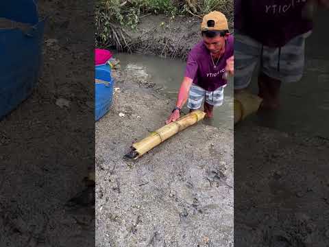 Giant Fish Caught by Hand! | Incredible Mud Fishing Adventure 🎣