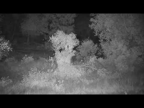 Djuma: Leopards-Molwati male walks in-Tlalamba female and cubs show up to join - 03:50 - 04/01/2022