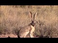 A REALLY BIG JACKRABBIT  !!!!!!!!!