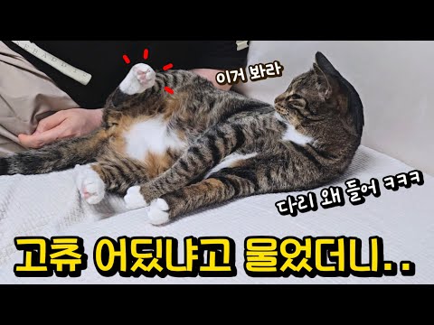 남집사랑 호흡 척척 맞추는 기막힌 고양이 : 말 다 알아듣는 호동이의 놀라운 행동
