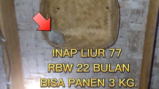 Download lagu inap liur 77 terbukti bisa panen 3kg dalam waktu 22 bulan mp3 Download lagu inap liur 77 terbukti bisa panen 3kg dalam waktu 22 bulan mp3