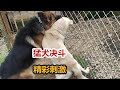 小中亚猎狼犬面对德牧凶猛进攻，见招拆招，丝毫不慌