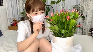 【33個目の観葉植物】見たことがない珍しい植物を購入?