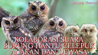 Download lagu SUARA BURUNG HANTU JENIS CELEPUK ANAKAN DAN DEWASA  DIJAMIN LANGSUNG NEMPEL mp3 Download lagu SUARA BURUNG HANTU JENIS CELEPUK ANAKAN DAN DEWASA  DIJAMIN LANGSUNG NEMPEL mp3