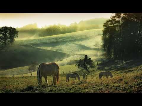 Sága krásy – Archívne ľudové piesne zo Šariša v podaní Jožka Príhodu | Eastern Slovak Folk Music