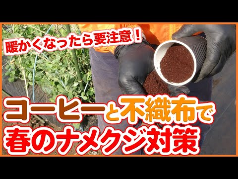 SOS: 菜園へのナメクジの侵入: なぜですか?そしてそれらを自然に撃退するにはどうすればよいでしょうか？  庭園