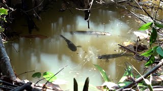 Download lagu Tak bisa berkata-kata jumpa spot mancing mantap begini #SG-421 mp3