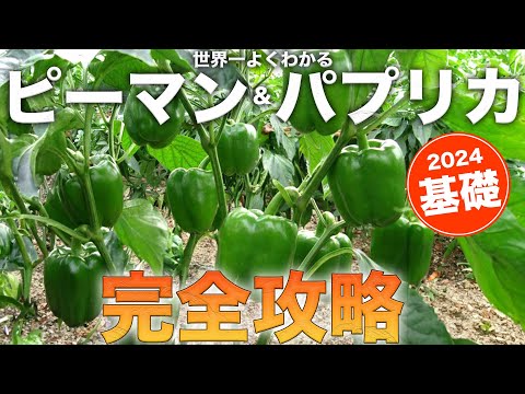 パプリカ 植物