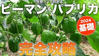 [Illustrated] A complete guide to growing bell peppers, shishito peppers, chili peppers, and papr...