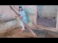 New Cleaning Vlog By Village Girl Cowmilking Goatmilkingvideo Cleaningroutine Villagelife Desi