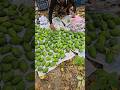 Lemon Process For Sales Satisfying Shortsviral Youtubeshorts Foodie Farming Shorts
