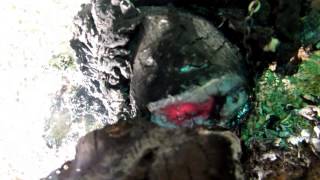 Sincerely, Dead - "Baby Mine" Official Music Video