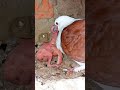 Maa Kabutar Video पूरी दुनिया को देख लिया आज मां क
