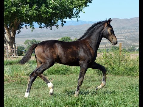 2019 filly (Secret/Franziskus/ Rockwell)