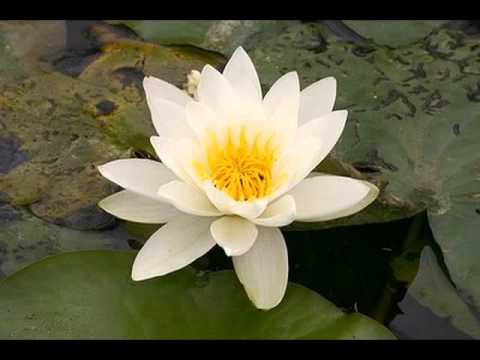 My favorite Song of The Mother, Pondicherry