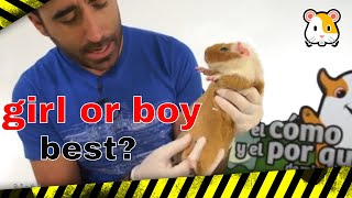 GUINEA PIG:  Which is best of guinea pig girl or boy