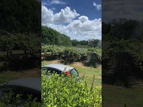 果樹園：一緒に植えてはいけない果樹10本！  庭園