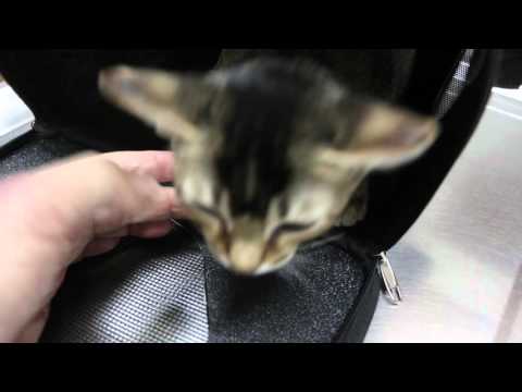2 kittens bite each other - neck wounds Pt 1