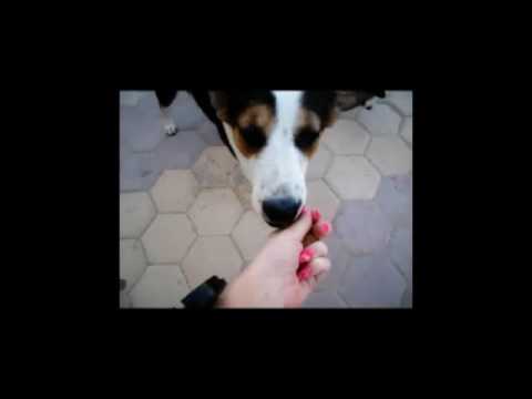 Pes v nouzi - Afrika 2017