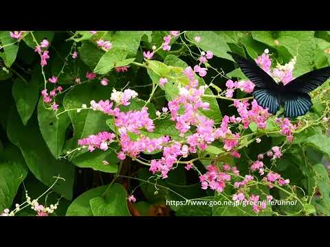 ナガサキアゲハ2024マレーシア