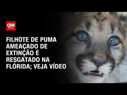 Filhote de puma ameaçado de extinção é resgatado na Flórida | CNN BRASIL