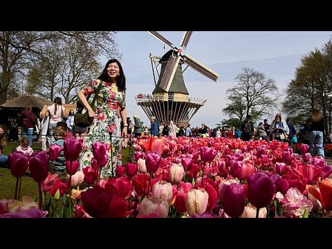 Video Thumbnail: Netherlands Keukenhof draws global visitors for spring display