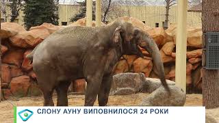 Вихованцю Харківського зоопарку слону Ауну виповнилося 24 роки