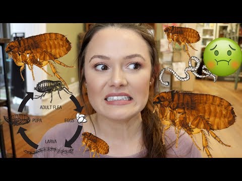 Let's Talk About: FLEAS