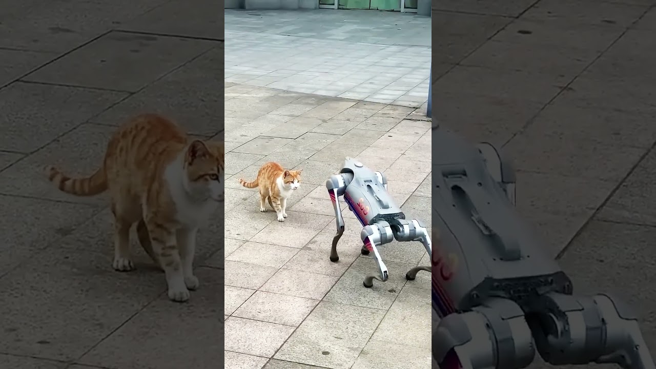 Unitree Go2 Robot Köpek vs Kedinin Mücadelesi! #1 #robot #unitree #robotdog