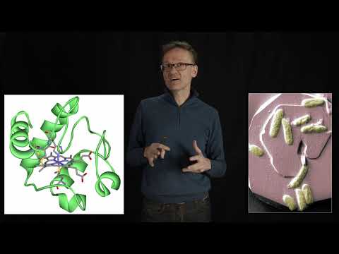 Lecture 07, concept 19: Cytochrome C