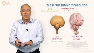 המוח – התפתחות המוח בעובר - חלק ג
